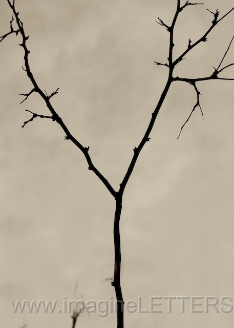 Wall_Art_Alphabet_Photography_Art_ 2540.jpg
